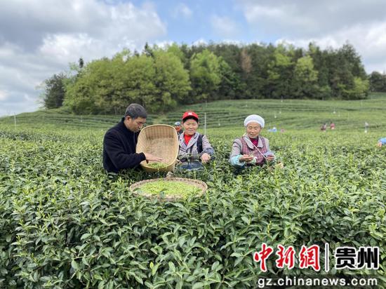 中球王会茶携手贵州旅投集团布局贵州茶产业