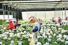 球王会:
开远市邀请云南省花卉技术培训推广中心