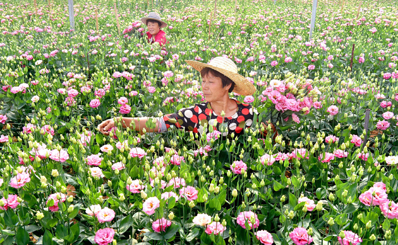 球王会:
开远市邀请云南省花卉技术培训推广中心走进开远举办2022年